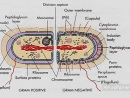 Differences between Gram positive and Gram negative bacteria. Медицинские новости, здоровье. МедЭксперт