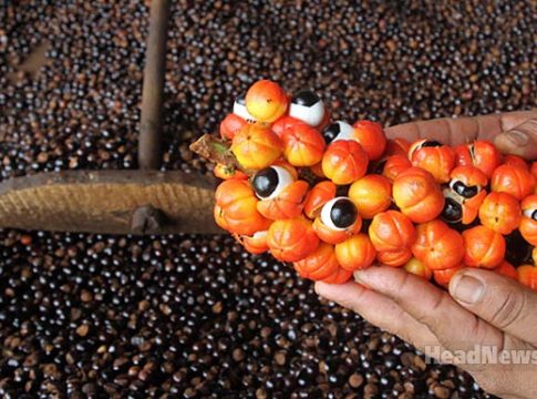 Гуарана. Медицинские новости, здоровье. МедЭксперт